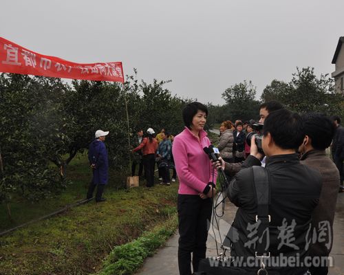 宜都市农业农村局最新新闻，宜都市农业农村局最新动态报道