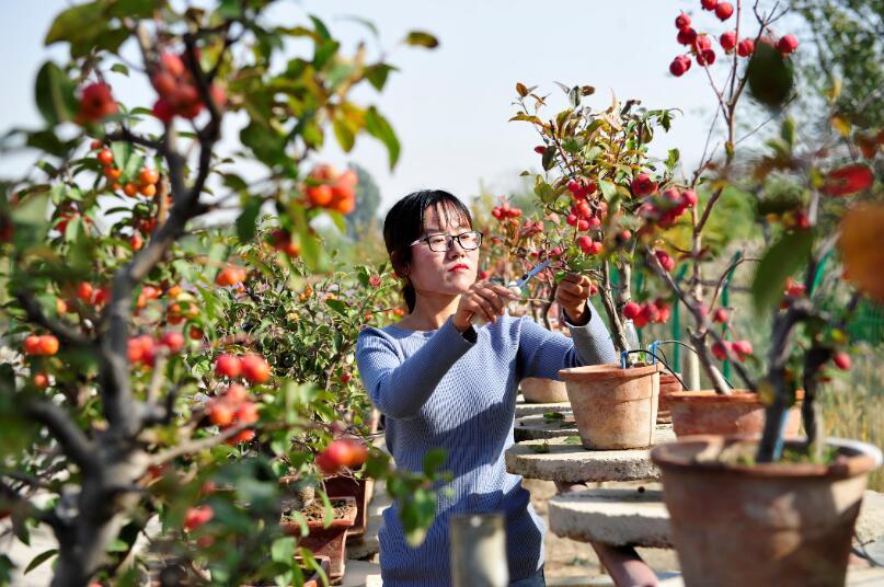 四营乡最新发展规划，塑造未来乡村繁荣蓝图，四营乡未来繁荣蓝图，最新发展规划揭秘